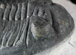Hollardops Trilobite - Nice Detail & Excellent Eyes #57780-6